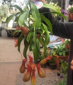 כדנית בסלסלת תליה